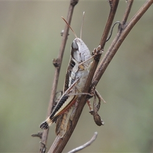 Macrotona australis at Conder, ACT - 7 Jan 2024 05:17 PM