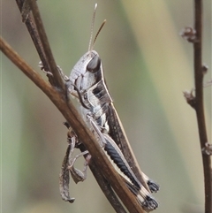 Macrotona australis at Conder, ACT - 7 Jan 2024 05:17 PM