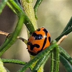 Coccinella transversalis at Goulburn, NSW - 22 Nov 2024 07:12 AM