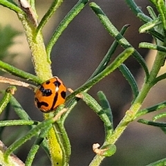 Coccinella transversalis at Goulburn, NSW - 22 Nov 2024