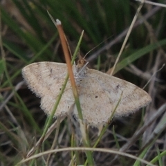 Scopula rubraria at Conder, ACT - 7 Jan 2024 by MichaelBedingfield