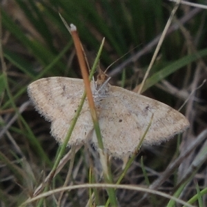 Scopula rubraria at Conder, ACT - 7 Jan 2024 05:40 PM