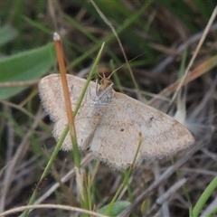 Scopula rubraria at Conder, ACT - 7 Jan 2024 05:40 PM