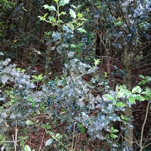 Ilex aquifolium at Robertson, NSW - 21 Nov 2024