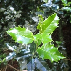 Ilex aquifolium at Robertson, NSW - 21 Nov 2024