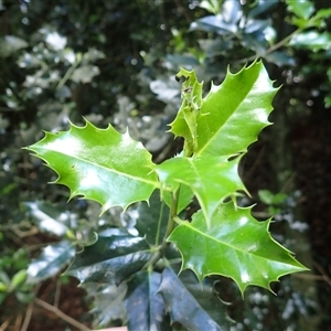 Ilex aquifolium at Robertson, NSW - 21 Nov 2024 07:59 AM