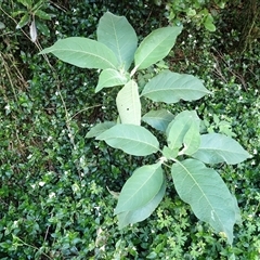 Solanum mauritianum (Wild Tobacco Tree) at Robertson, NSW - 20 Nov 2024 by plants