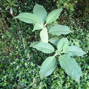 Solanum mauritianum at Robertson, NSW - 21 Nov 2024