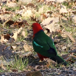 Alisterus scapularis (Australian King-Parrot) at Yarralumla, ACT by Jennybach