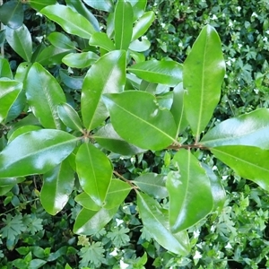 Myrsine howittiana (Brush Muttonwood) at Robertson, NSW by plants