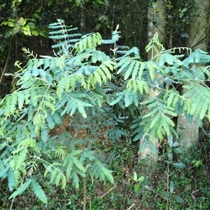 Acacia melanoxylon (Blackwood) at Robertson, NSW by plants