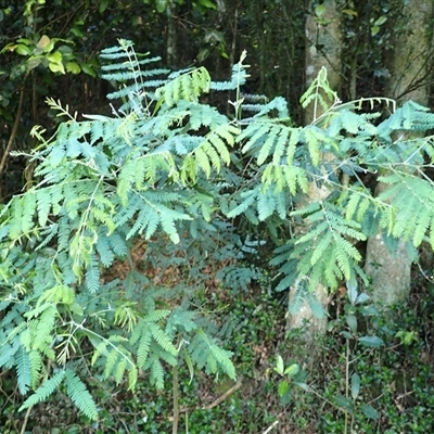 Acacia melanoxylon (Blackwood) at Robertson, NSW - 20 Nov 2024 by plants