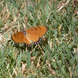 Acraea terpsicore at McKellar, ACT - suppressed