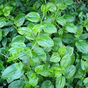 Hackelia latifolia (Forest Hound's Tongue) at Robertson, NSW by plants