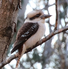 Dacelo novaeguineae at Yarralumla, ACT - 14 Aug 2014 by Jennybach