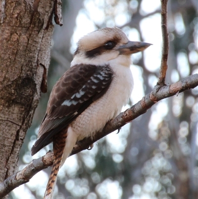 Dacelo novaeguineae (Laughing Kookaburra) at Yarralumla, ACT - 14 Aug 2014 by Jennybach