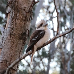 Dacelo novaeguineae at Yarralumla, ACT - 14 Aug 2014 11:19 PM