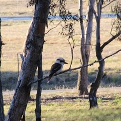 Dacelo novaeguineae at Yarralumla, ACT - 14 Aug 2014 11:19 PM