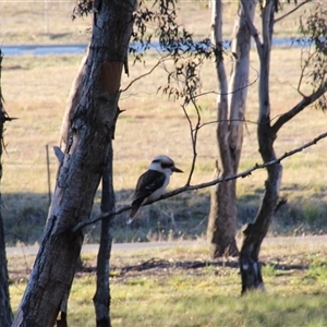 Dacelo novaeguineae at Yarralumla, ACT - 14 Aug 2014 11:19 PM