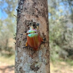 Anoplognathus viriditarsis (Green-footed Christmas beetle) at Orangeville, NSW - 22 Nov 2024 by belleandjason