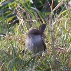 Malurus cyaneus (Superb Fairywren) at Cook, ACT - 11 Aug 2014 by Jennybach