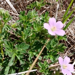 Geranium sp. Pleated sepals (D.E.Albrecht 4707) Vic. Herbarium (Naked Crane's-bill) at Cooma, NSW - 22 Nov 2024 by mahargiani