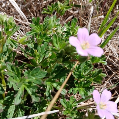 Geranium retrorsum at Cooma, NSW - 21 Nov 2024 by mahargiani