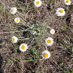 Leucochrysum albicans subsp. tricolor at Cooma, NSW - 21 Nov 2024 by mahargiani