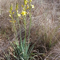 Bulbine bulbosa (Golden Lily, Bulbine Lily) at Cooma, NSW - 22 Nov 2024 by mahargiani