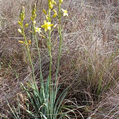 Bulbine bulbosa (Golden Lily, Bulbine Lily) at Cooma, NSW - 22 Nov 2024 by mahargiani