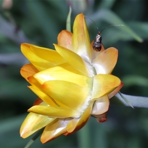 Nemophora (genus) (A Fairy Moth) at Acton, ACT by TimL