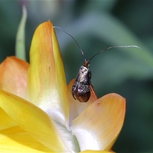 Nemophora (genus) at Acton, ACT - 21 Nov 2024 10:40 AM