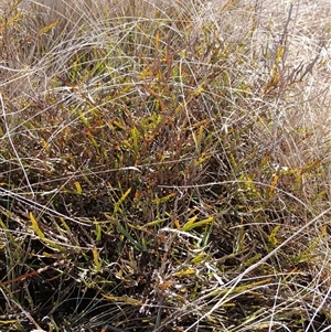 Bossiaea riparia at Cooma, NSW - 22 Nov 2024