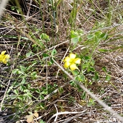 Oxalis sp. (Wood Sorrel) at Cooma, NSW - 22 Nov 2024 by mahargiani