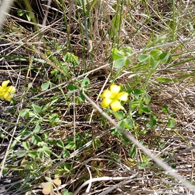 Oxalis sp. (Wood Sorrel) at Cooma, NSW - 21 Nov 2024 by mahargiani