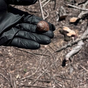 Sauroconcha corneovirens (Cumberland Plain Land Snail) at Orangeville, NSW by BeckBrownlowHill