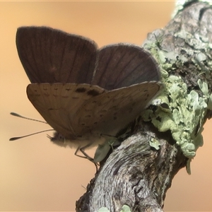 Erina hyacinthina (Varied Dusky-blue) at Acton, ACT by Christine