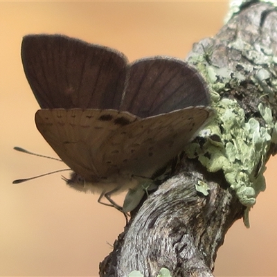 Erina hyacinthina (Varied Dusky-blue) at Acton, ACT - 21 Nov 2024 by Christine