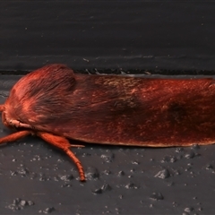 Cryptophasa rubescens (A Timber Moth) at Bulli, NSW - 21 Nov 2024 by jb2602