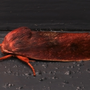 Cryptophasa rubescens (A Timber Moth) at Bulli, NSW by jb2602