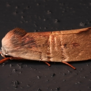 Cryptophasa rubescens at Bulli, NSW - 21 Nov 2024