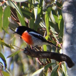 Petroica boodang (Scarlet Robin) at Whitlam, ACT by Jennybach