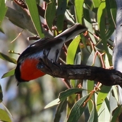 Petroica boodang at Whitlam, ACT - 4 Aug 2014