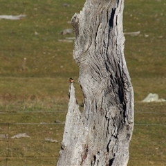 Petroica boodang at Whitlam, ACT - 4 Aug 2014