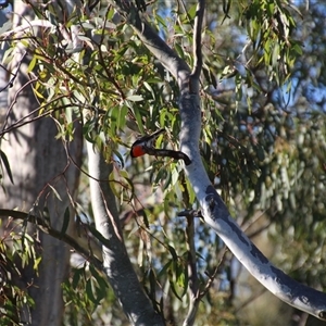 Petroica boodang at Whitlam, ACT - 4 Aug 2014