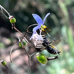 Thomisidae (family) (Unidentified Crab spider or Flower spider) at Thurgoona, NSW - 22 Nov 2024 by Hendyks