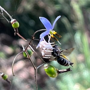 Thomisidae (family) (Unidentified Crab spider or Flower spider) at Thurgoona, NSW by Hendyks