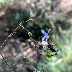 Thomisidae (family) at Thurgoona, NSW - 22 Nov 2024 12:18 PM