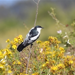 Lalage tricolor at Kambah, ACT - 22 Nov 2024