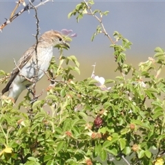 Lalage tricolor at Kambah, ACT - suppressed